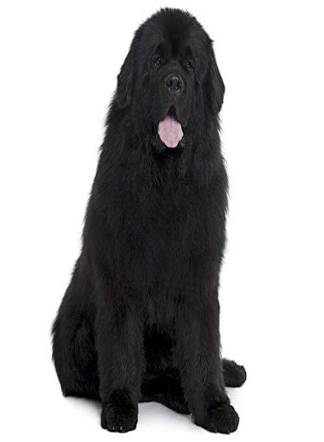 Pups&Pets Dog Belt Combo of Rope with Choke Collar 1.25 inch Lengthy Dog Collar & Leash for Your Dogs (Large, Black) - Image 4